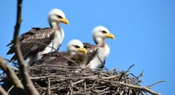 Thriving Eaglets on Hilton Head Island