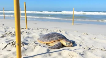 First Sea Turtle Nest of 2025 Season Found on Hilton Head Island