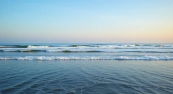 Juvenile Sperm Whale Found Euthanized on Hilton Head Island