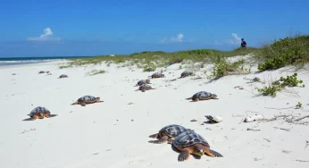 University Steps Up Conservation Efforts for Pritchards Island Sea Turtles