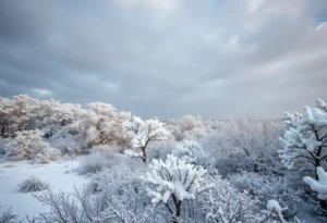 Snow-covered landscapes with ice on trees on Hilton Head Island during a winter storm.